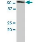 Merck Monoclonal Anti-HDAC3 antibody produced in mouse