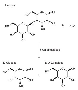 Merck Β-GALACTOSIDASE FROM ESCHERICHIA &