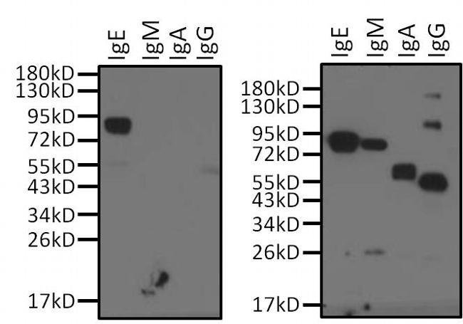 Thermo Fisher Scientific Mouse anti-Human IgE Secondary Antibody