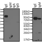 Thermo Fisher Scientific Mouse anti-Human IgE Secondary Antibody