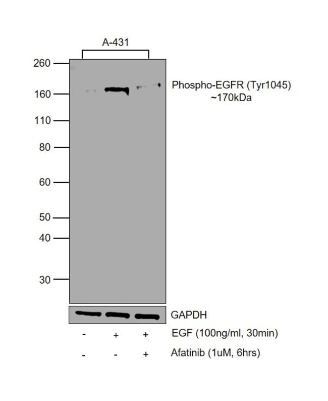 Thermo Fisher Scientific Human EGF Recombinant Protein