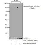 Thermo Fisher Scientific Human EGF Recombinant Protein