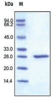 Merck C-REACTIVE/CRP,HUMAN