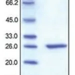 Merck C-REACTIVE/CRP,HUMAN