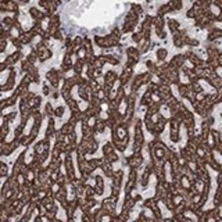 Merck Anti-GCSH antibody produced in rabbit