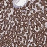 Merck Anti-GCSH antibody produced in rabbit