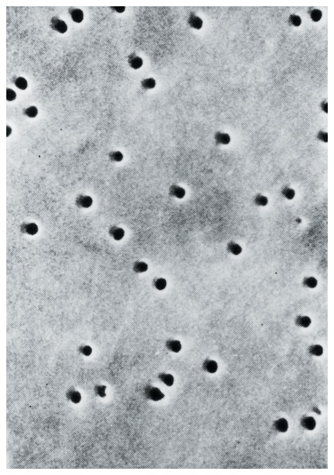 Thermo Fisher Scientific PCTE Filter Membranes: Plain Hydrophilic