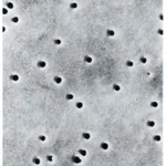 Thermo Fisher Scientific PCTE Filter Membranes: Plain Hydrophilic