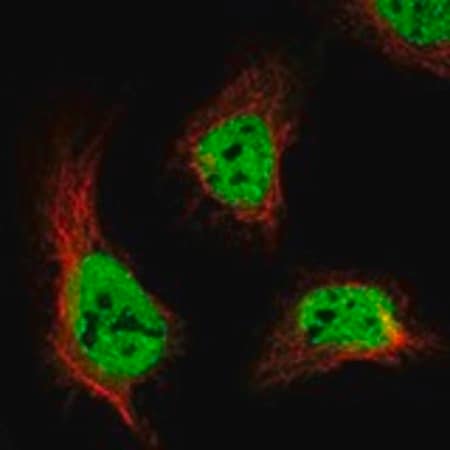 Merck Anti-ANKFN1 antibody produced in rabbit