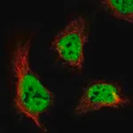 Merck Anti-ANKFN1 antibody produced in rabbit