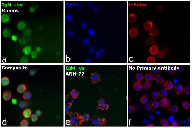 Thermo Fisher Scientific Rabbit anti-Human IgM (Heavy chain) Secondary Antibody