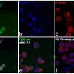 Thermo Fisher Scientific Rabbit anti-Human IgM (Heavy chain) Secondary Antibody