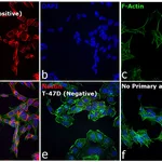 Thermo Fisher Scientific Donkey anti-Mouse IgG (H+L) Secondary Antibody, Qdot 625