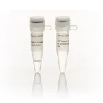 Thermo Fisher Scientific Klenow Fragment, LC (2 U/μL)