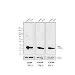 Thermo Fisher Scientific Rabbit anti-Mouse IgG Fc Secondary Antibody, Biotin