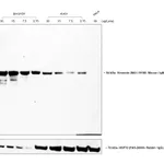 Thermo Fisher Scientific Goat anti-Mouse IgM Secondary Antibody, HRP