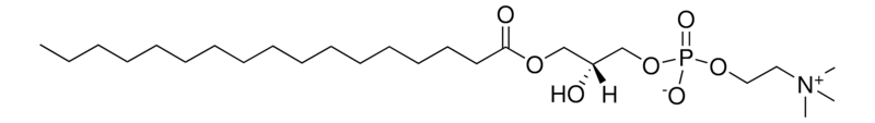 Merck 17:0 Lyso PC