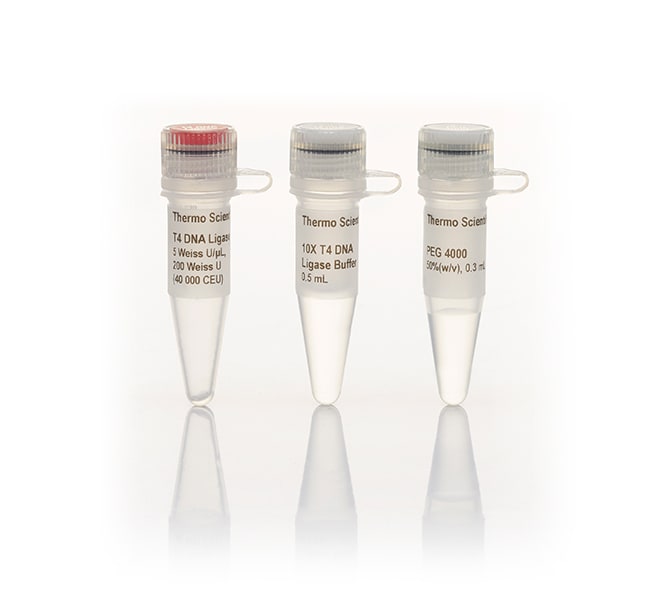 Thermo Fisher Scientific T4 DNA Ligase (5 U/μL), 1,000 units