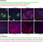 Thermo Fisher Scientific Goat anti-Human IgG (Gamma Chain Specific) Secondary Antibody, FITC