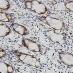 Merck Monoclonal Anti-RALB antibody produced in mouse