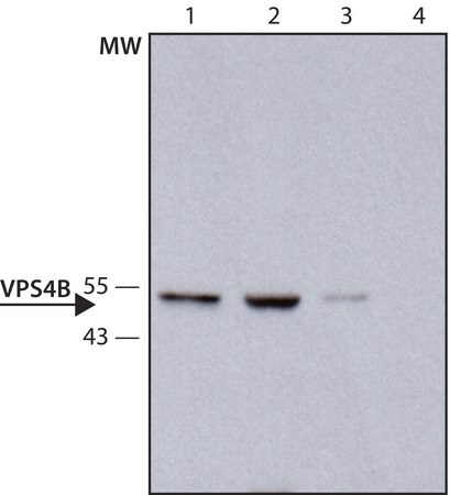 Merck Anti-VPS4B antibody produced in rabbit