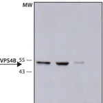 Merck Anti-VPS4B antibody produced in rabbit