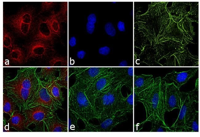 Thermo Fisher Scientific F(ab`)2-Goat anti-Rat IgG (H+L) Secondary Antibody, Qdot 655