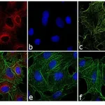 Thermo Fisher Scientific F(ab`)2-Goat anti-Rat IgG (H+L) Secondary Antibody, Qdot 655