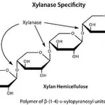 Merck XYLANASE, POWDER, >=2500 UNITS/G&