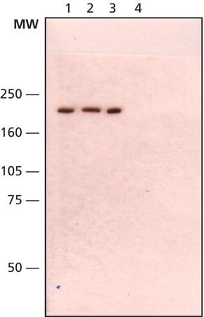 Merck Anti-WRN antibody, Mouse monoclonal