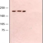 Merck Anti-WRN antibody, Mouse monoclonal