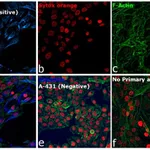 Thermo Fisher Scientific Goat anti-Rabbit IgG (H+L) Highly Cross-Adsorbed Secondary Antibody, Alexa Fluor 350
