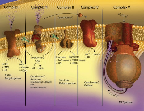 Merck CYTOCHROME C FROM BOVINE HEART