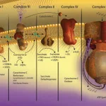 Merck CYTOCHROME C FROM BOVINE HEART