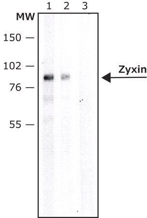 Merck Anti-Zyxin antibody produced in rabbit