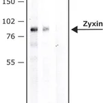 Merck Anti-Zyxin antibody produced in rabbit