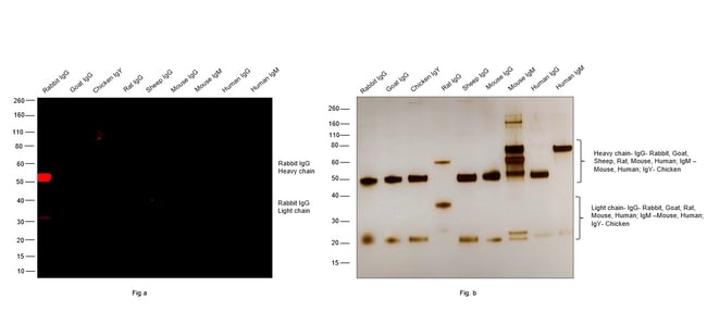 Thermo Fisher Scientific F(ab`)2-Goat anti-Rabbit IgG (H+L) Cross-Adsorbed Secondary Antibody, Alexa Fluor Plus 594