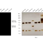 Thermo Fisher Scientific F(ab`)2-Goat anti-Rabbit IgG (H+L) Cross-Adsorbed Secondary Antibody, Alexa Fluor Plus 594