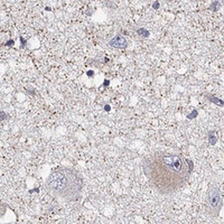 Merck Anti-QRFPR antibody produced in rabbit
