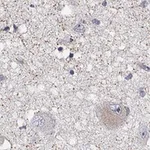 Merck Anti-QRFPR antibody produced in rabbit