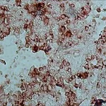 Merck ANTI-RABBIT IGG (WHOLE MOLECULE)