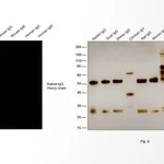 Thermo Fisher Scientific Goat anti-Rabbit IgG (H+L) Highly Cross-Adsorbed Secondary Antibody, Alexa Fluor 635