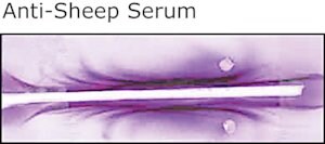 Merck ANTI-SHEEP WHOLE SERUM DEVELOPED IN