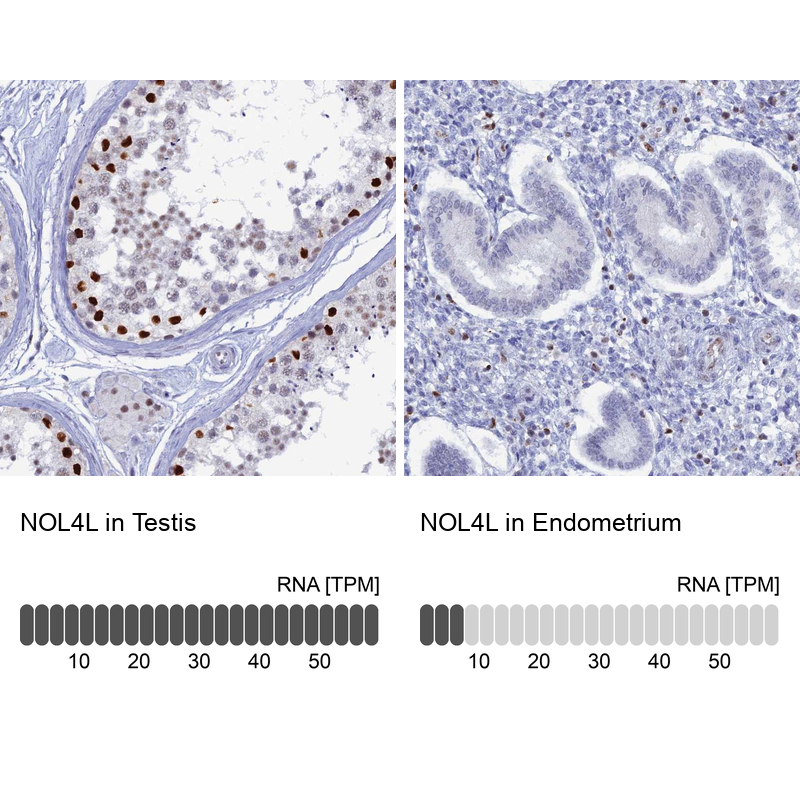 Atlas Antibodies Anti-NOL4L Antibody