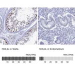 Atlas Antibodies Anti-NOL4L Antibody