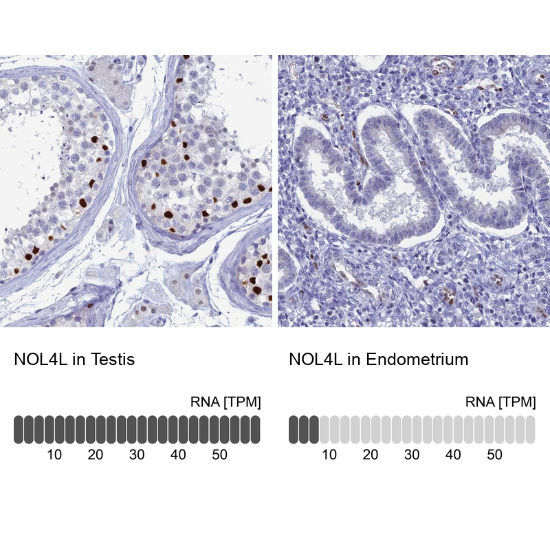 Atlas Antibodies Anti-NOL4L Antibody