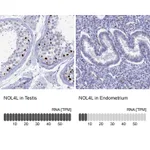 Atlas Antibodies Anti-NOL4L Antibody