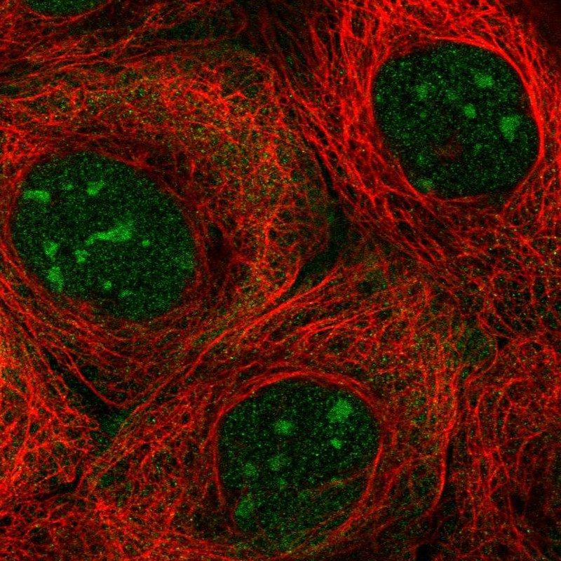 Atlas Antibodies Anti-NOL7 Antibody