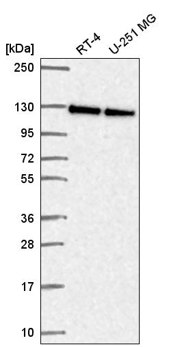 Atlas Antibodies Anti-NOL6 Antibody