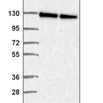 Atlas Antibodies Anti-NOL6 Antibody